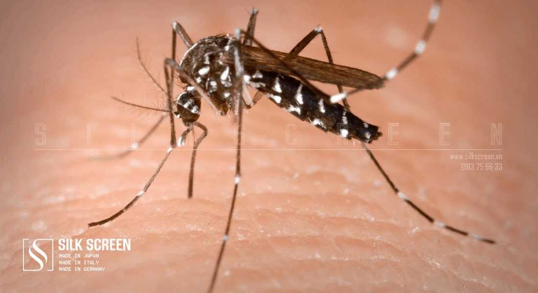 muỗi vằn gây bệnh sốt xuất huyết