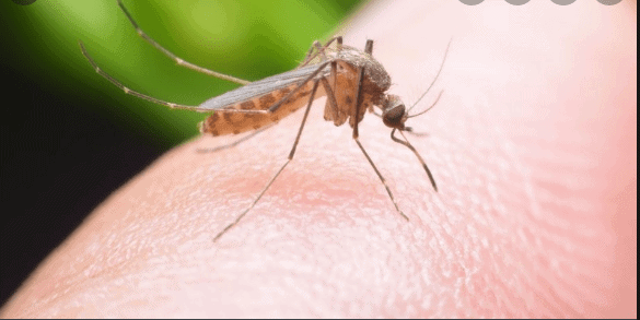 Muỗi sống được bao nhiêu ngày