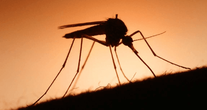 các loại muỗi ở việt nam