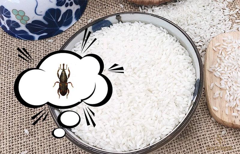 Gạo bị mọt có ăn đc không?